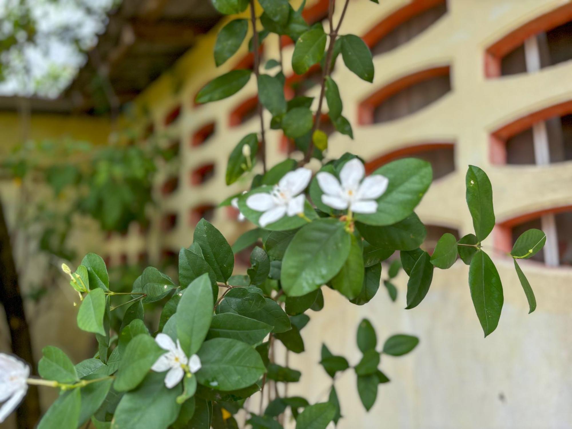 Bed and Breakfast Les Fleurs House Khao Lak Exteriér fotografie