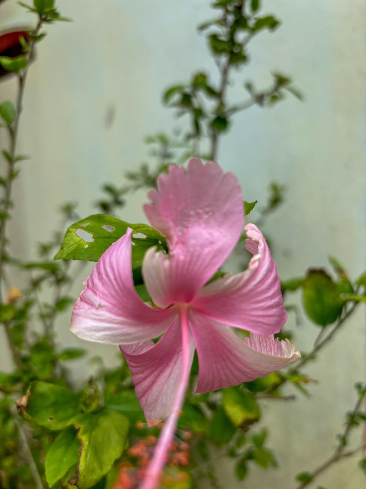Bed and Breakfast Les Fleurs House Khao Lak Exteriér fotografie